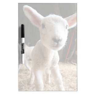 Cutest Baby Animals   Cute Lamb in a Farm Dry Erase Board