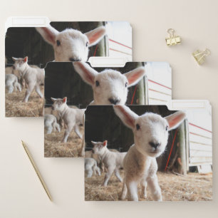 Cutest Baby Animals Cute Lamb in a Farm File Folder