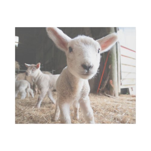 Cutest Baby Animals  Cute Lamb in a Farm Gallery Wrap