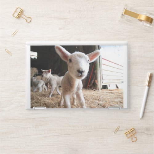 Cutest Baby Animals  Cute Lamb in a Farm HP Laptop Skin