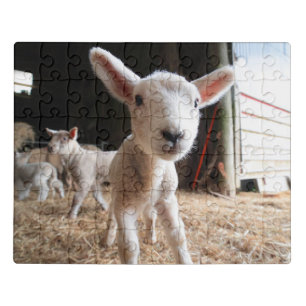 Cutest Baby Animals Cute Lamb in a Farm Jigsaw Puzzle