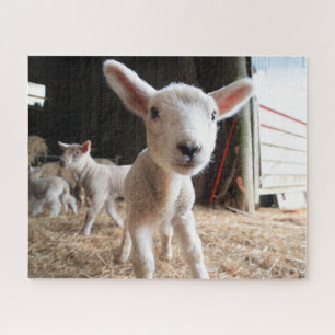 Cutest Baby Animals Cute Lamb in a Farm Jigsaw Puzzle