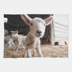 Cutest Baby Animals   Cute Lamb in a Farm Kitchen Towel