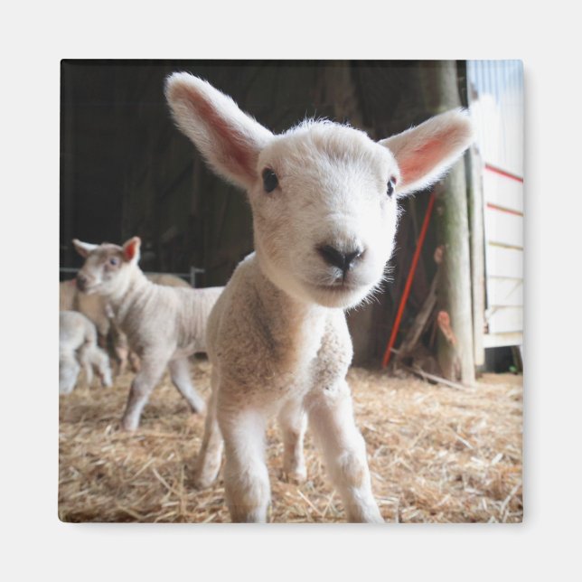 Cutest Baby Animals | Cute Lamb in a Farm Magnet (Front)