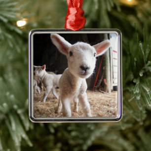 Cutest Baby Animals   Cute Lamb in a Farm Metal Ornament