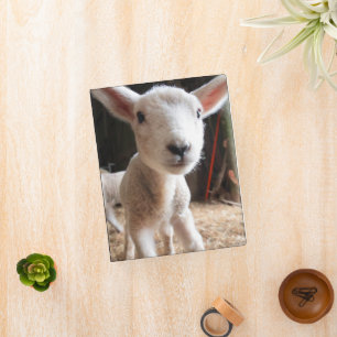 Cutest Baby Animals Cute Lamb in a Farm Mini Binder