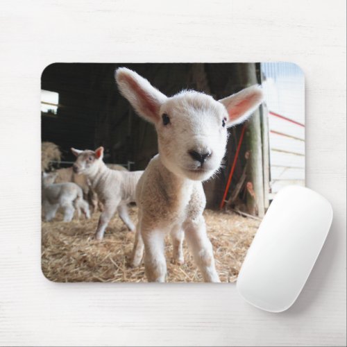 Cutest Baby Animals  Cute Lamb in a Farm Mouse Pad