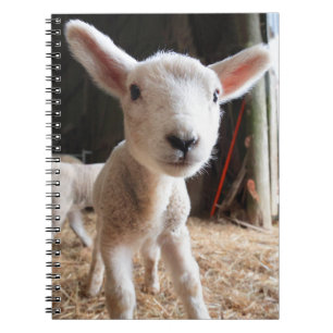 Cutest Baby Animals Cute Lamb in a Farm Notebook