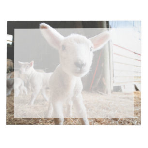 Cutest Baby Animals Cute Lamb in a Farm Notepad
