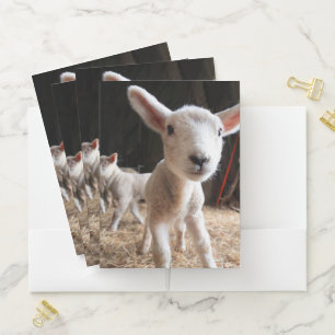 Cutest Baby Animals Cute Lamb in a Farm Pocket Folder