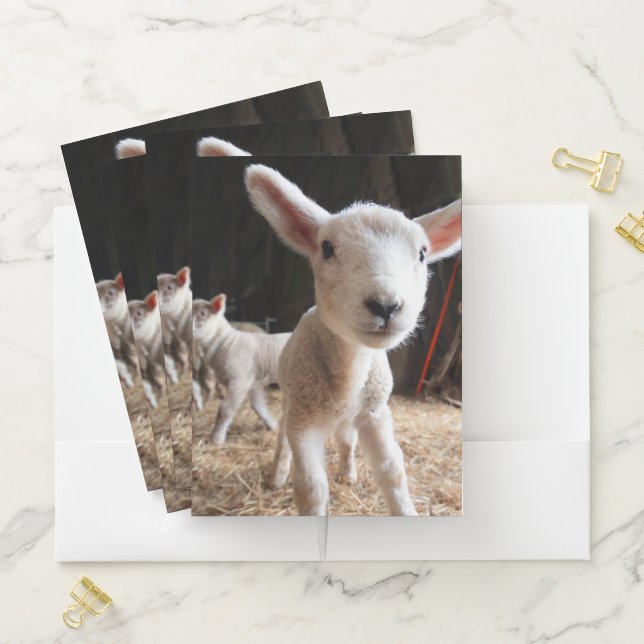 Cutest Baby Animals | Cute Lamb in a Farm Pocket Folder (In Situ)