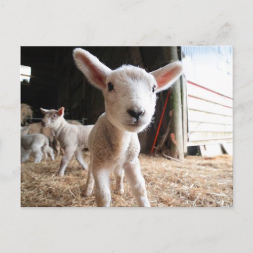 Cutest Baby Animals  Cute Lamb in a Farm Postcard