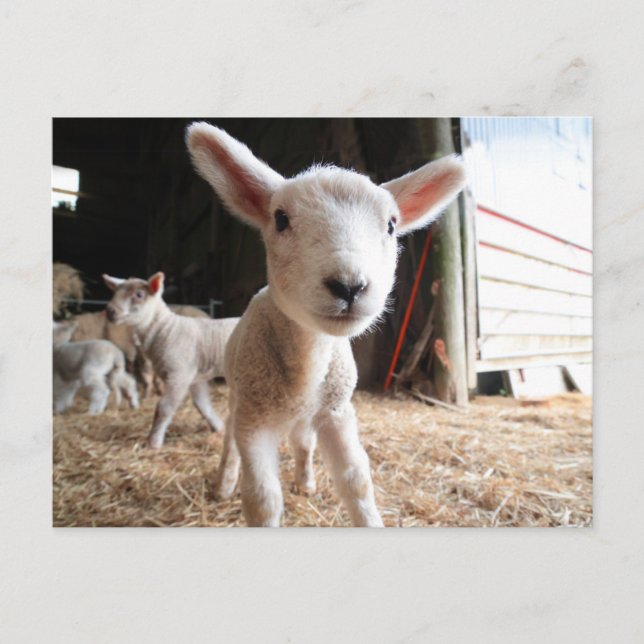 Cutest Baby Animals | Cute Lamb in a Farm Postcard (Front)