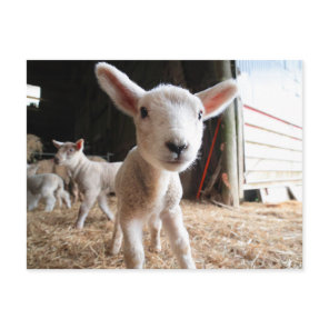 Cutest Baby Animals | Cute Lamb in a Farm Postcard