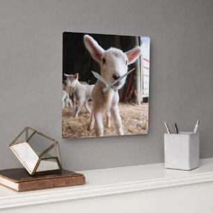 Cutest Baby Animals   Cute Lamb in a Farm Square Wall Clock