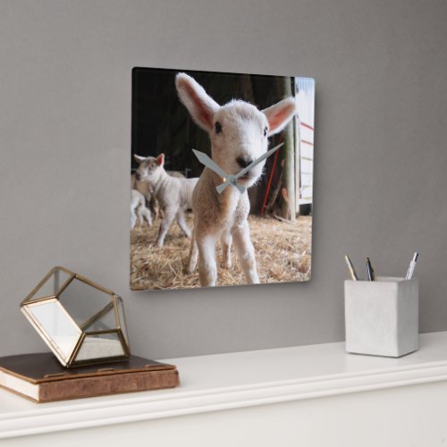 Cutest Baby Animals  Cute Lamb in a Farm Square Wall Clock