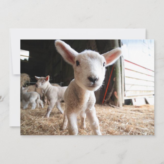Cutest Baby Animals | Cute Lamb in a Farm Thank You Card (Front)