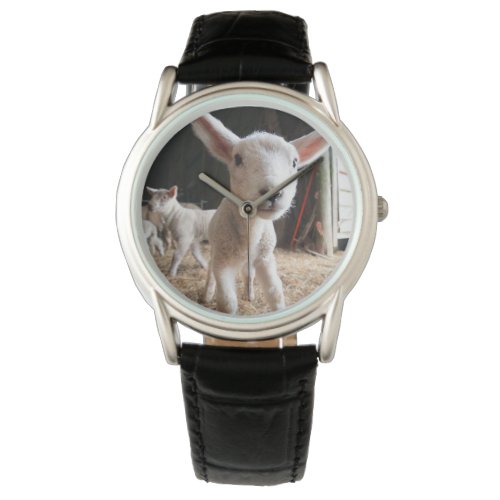 Cutest Baby Animals  Cute Lamb in a Farm Watch