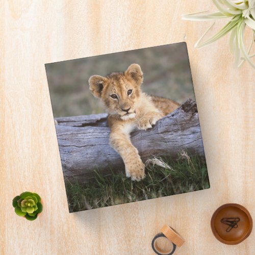Cutest Baby Animals  Cute Lion Cub 3 Ring Binder