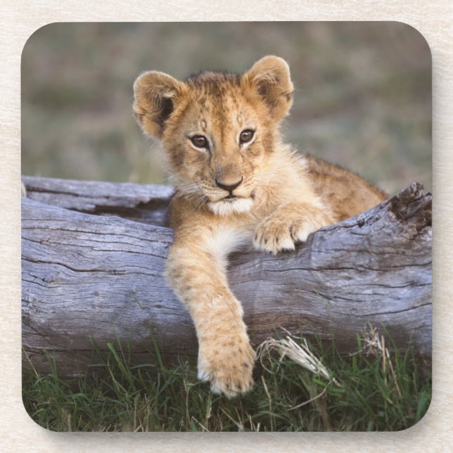 Cutest Baby Animals | Cute Lion Cub Beverage Coaster (Front)