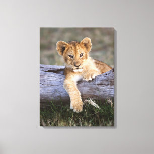 Cutest Baby Animals Cute Lion Cub Canvas Print