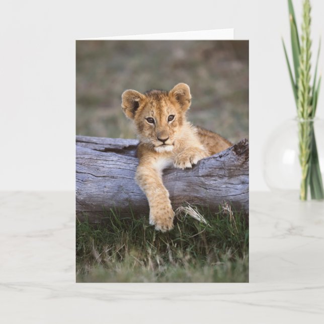 Cutest Baby Animals | Cute Lion Cub Card (Front)