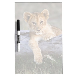 Cutest Baby Animals Cute Lion Cub Dry Erase Board