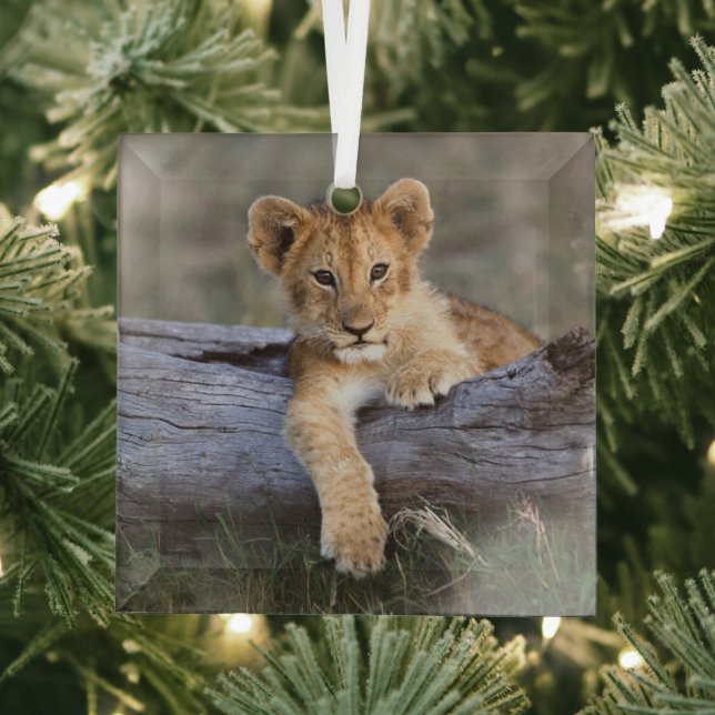 Cutest Baby Animals | Cute Lion Cub Glass Ornament (Insitu)