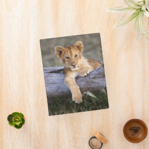 Cutest Baby Animals Cute Lion Cub Mini Binder