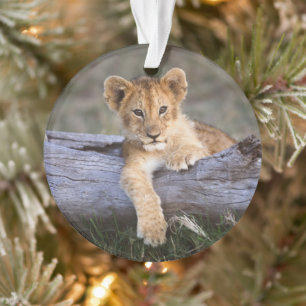 Cutest Baby Animals   Cute Lion Cub Ornament