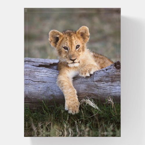 Cutest Baby Animals  Cute Lion Cub Paperweight