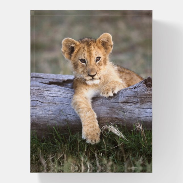 Cutest Baby Animals | Cute Lion Cub Paperweight (Vertical)