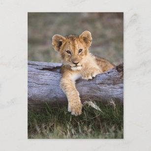 Cutest Baby Animals   Cute Lion Cub Postcard