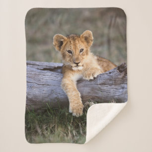 Cutest Baby Animals Cute Lion Cub Sherpa Blanket