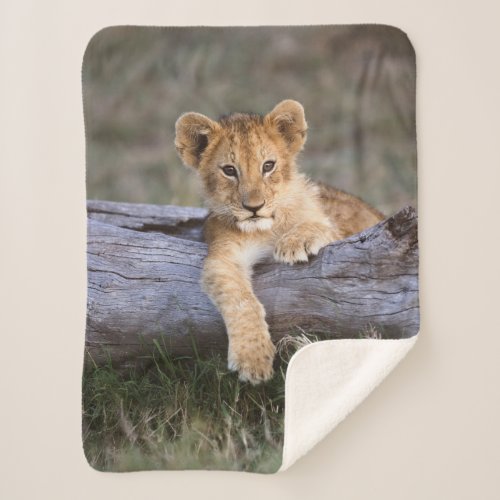 Cutest Baby Animals  Cute Lion Cub Sherpa Blanket