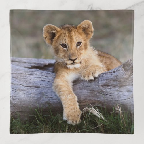 Cutest Baby Animals  Cute Lion Cub Trinket Tray