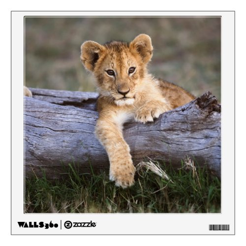 Cutest Baby Animals  Cute Lion Cub Wall Decal
