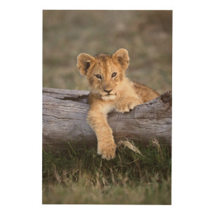 Cutest Baby Animals Cute Lion Cub Wood Wall Art