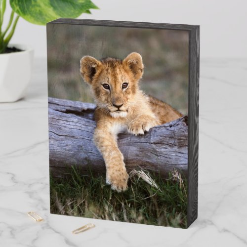 Cutest Baby Animals  Cute Lion Cub Wooden Box Sign