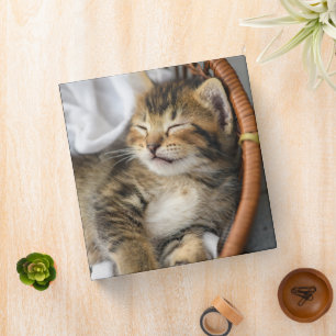 Cutest Baby Animals Cute Tabby Cat Sleeping 3 Ring Binder