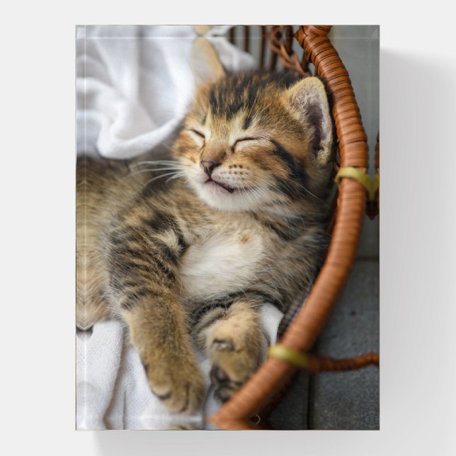 Cutest Baby Animals | Cute Tabby Cat Sleeping Paperweight (Vertical)