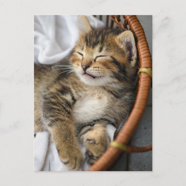 Cutest Baby Animals | Cute Tabby Cat Sleeping Postcard (Front)