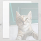 Cutest Baby Animals | Cute Tabby Kitten (Front/Back)