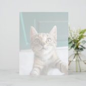Cutest Baby Animals | Cute Tabby Kitten (Standing Front)