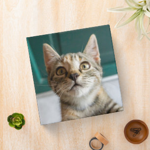 Cutest Baby Animals   Cute Tabby Kitten 3 Ring Binder