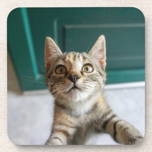 Cutest Baby Animals | Cute Tabby Kitten Beverage Coaster (Front)