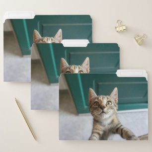 Cutest Baby Animals   Cute Tabby Kitten File Folder