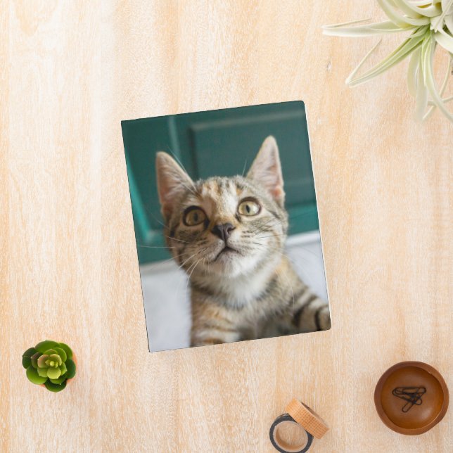 Cutest Baby Animals | Cute Tabby Kitten Mini Binder (InSitu)