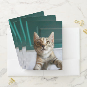 Cutest Baby Animals   Cute Tabby Kitten Pocket Folder
