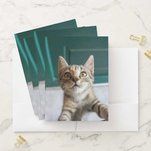 Cutest Baby Animals | Cute Tabby Kitten Pocket Folder (In Situ)